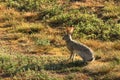 Jack Rabbit Royalty Free Stock Photo