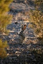 Jack Rabbit in the Desert Royalty Free Stock Photo