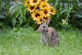 Jack Rabbit and Flowers