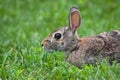 Jack Rabbit in the Grass Royalty Free Stock Photo