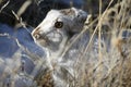 Jack Rabbit Hiding in the snow Royalty Free Stock Photo