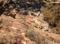 Jack Rabbit In Rocks In High Desert Royalty Free Stock Photo