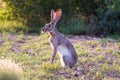 Jack Rabbit Royalty Free Stock Photo