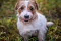 Hard haired pedigreed Jack Russell Terrier