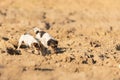 2 Jack Rusell Terrier dog are following a trail on a field. Dogs are 4 and 12 years old