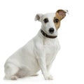 Jack russel