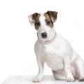 Jack russel