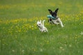 A Jack Russel and a Chihuahua play together Royalty Free Stock Photo