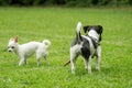 A Jack Russel and a Chihuahua play together Royalty Free Stock Photo