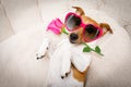 Happy valentines dog Royalty Free Stock Photo