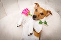 Happy valentines dog Royalty Free Stock Photo