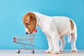 Jack Russel dog puppy looks into empty shopping trolley cart on the blue background Royalty Free Stock Photo