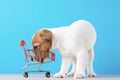 Jack Russel dog puppy looks into empty shopping trolley cart on the blue background Royalty Free Stock Photo