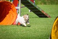 Jack russel dog is running in agility tunnel. Royalty Free Stock Photo