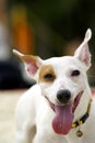 Jack russel dog smiling Royalty Free Stock Photo