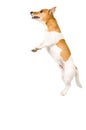 Jack russel is jumping high