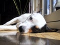 Jack Russel Laying Down Royalty Free Stock Photo