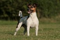 Jack Russel Portrait