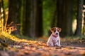 Jack russel puppy on autumn alley
