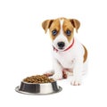 Jack russel puppy with food isolated on white Royalty Free Stock Photo