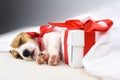 Jack russel puppy with red bow Royalty Free Stock Photo