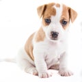 Jack Russel Puppy sitting Royalty Free Stock Photo