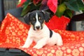 Jack Russel Puppy Sitting on Chair with Christmas Decorations Royalty Free Stock Photo