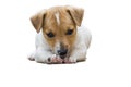 Jack Russel puppy Royalty Free Stock Photo