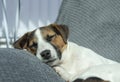 Jack Russel puppy sleeping indoors on a sunny day Royalty Free Stock Photo