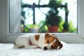 Jack russel puppy on white carpet Royalty Free Stock Photo