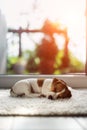 Jack russel puppy on white carpet