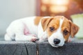 Jack russel puppy on white carpet