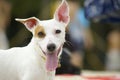 Jack russel smiling Royalty Free Stock Photo