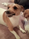 Jack Russel smiling at camera Royalty Free Stock Photo