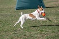 Jack Russel terier catching ball in the air. Dog and toy on open air