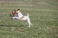 Jack Russel terier catching ball in the air. Dog and toy on open air