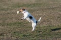 Jack Russel terier catching ball in the air