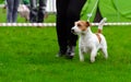 Jack russel terier on dog show Royalty Free Stock Photo