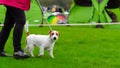 Jack russel terier on dog show Royalty Free Stock Photo