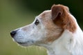 Jack Russel terrier