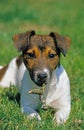 Jack Russel Terrier, Adult laying on Grass, Playing with a Stick of Wood Royalty Free Stock Photo