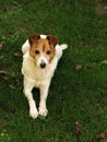 Jack russel terrier