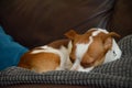 Jack Russel Terrier Chihuahua Cross Dog laying down sleeping Royalty Free Stock Photo