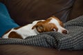 Jack Russel Terrier Dog laying down, eyes open Royalty Free Stock Photo