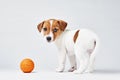 Jack russel terrier dog with small orange toy ball on the white background Royalty Free Stock Photo