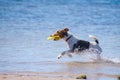 Jack Russel Terrier with a frisbee at the beach Royalty Free Stock Photo
