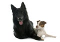 Jack russel terrier and Groenendael Royalty Free Stock Photo