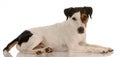 Jack russel terrier laying down Royalty Free Stock Photo