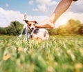 Jack Russel terrier play with his owner with futball ball Royalty Free Stock Photo