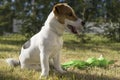 Jack Russel Terrier playing with toy Royalty Free Stock Photo